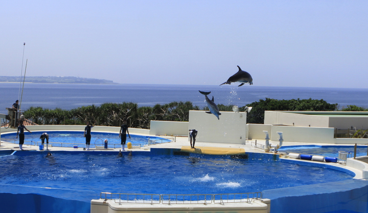【海豚表演摄影图片】冲绳海之水族馆风光摄影