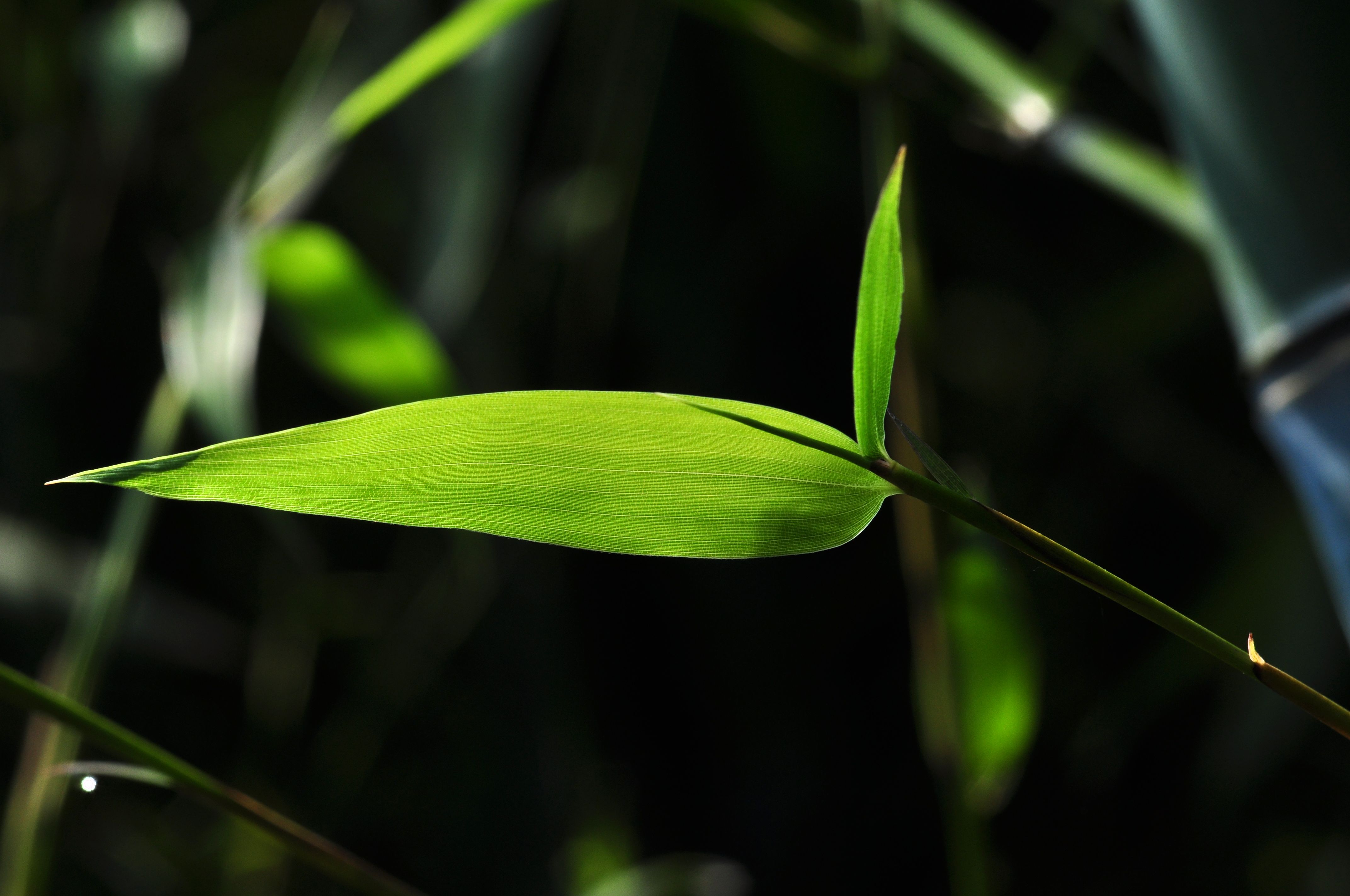 【植物摄影】【竹叶】【生命的精彩】【大宁】【公】【园】