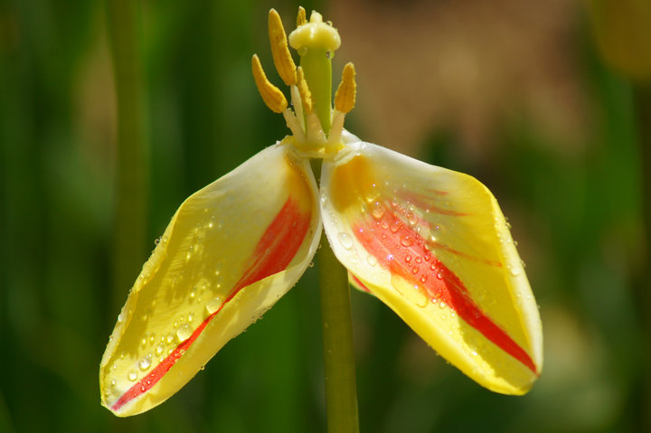 郁金香美丽犹存花芯篇