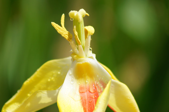 郁金香美丽犹存花芯篇