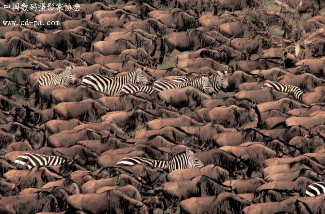 【神秘非洲肯尼亚动物大迁徙摄影摄影图片】非