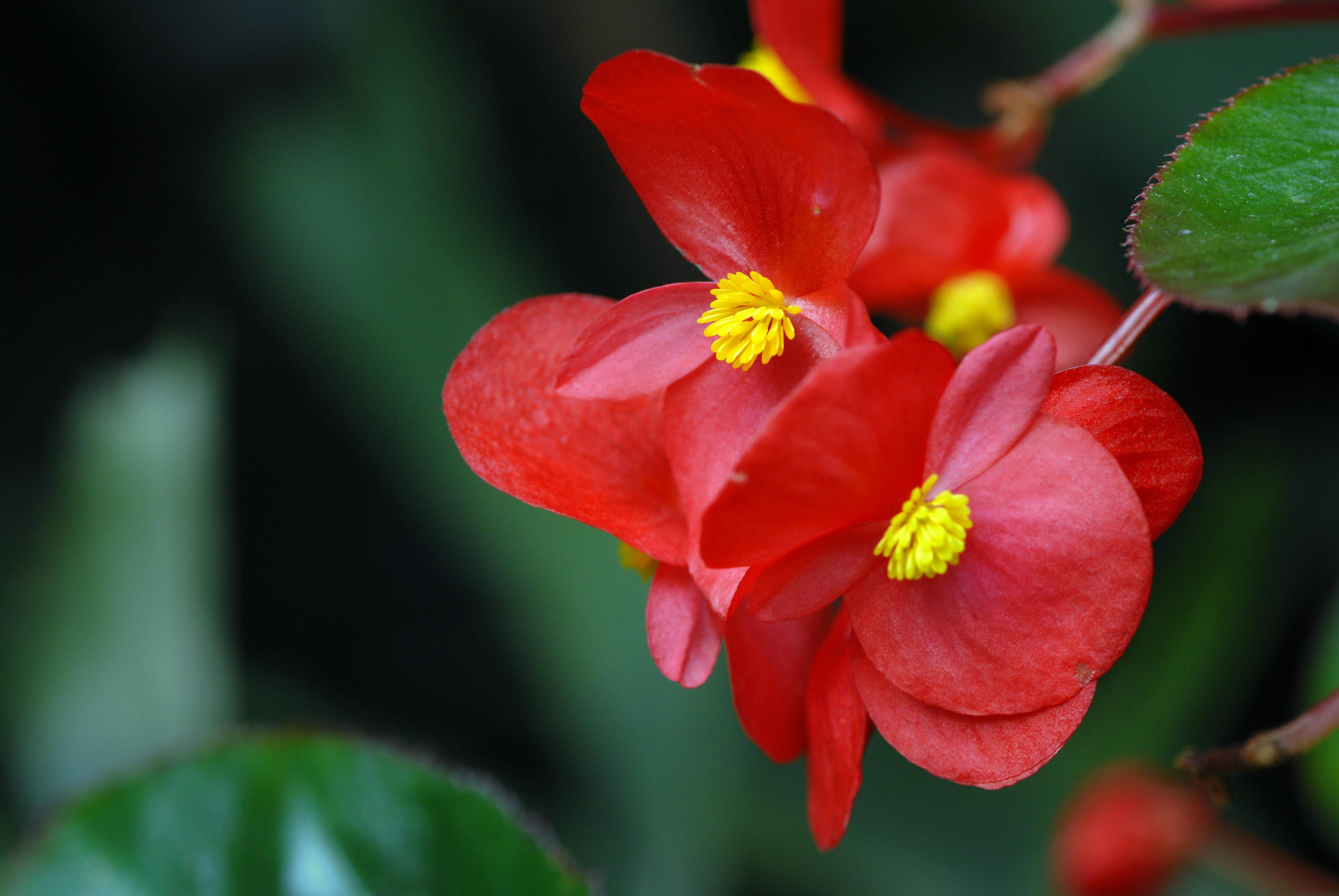 四季海棠的播种方法 - 花百科