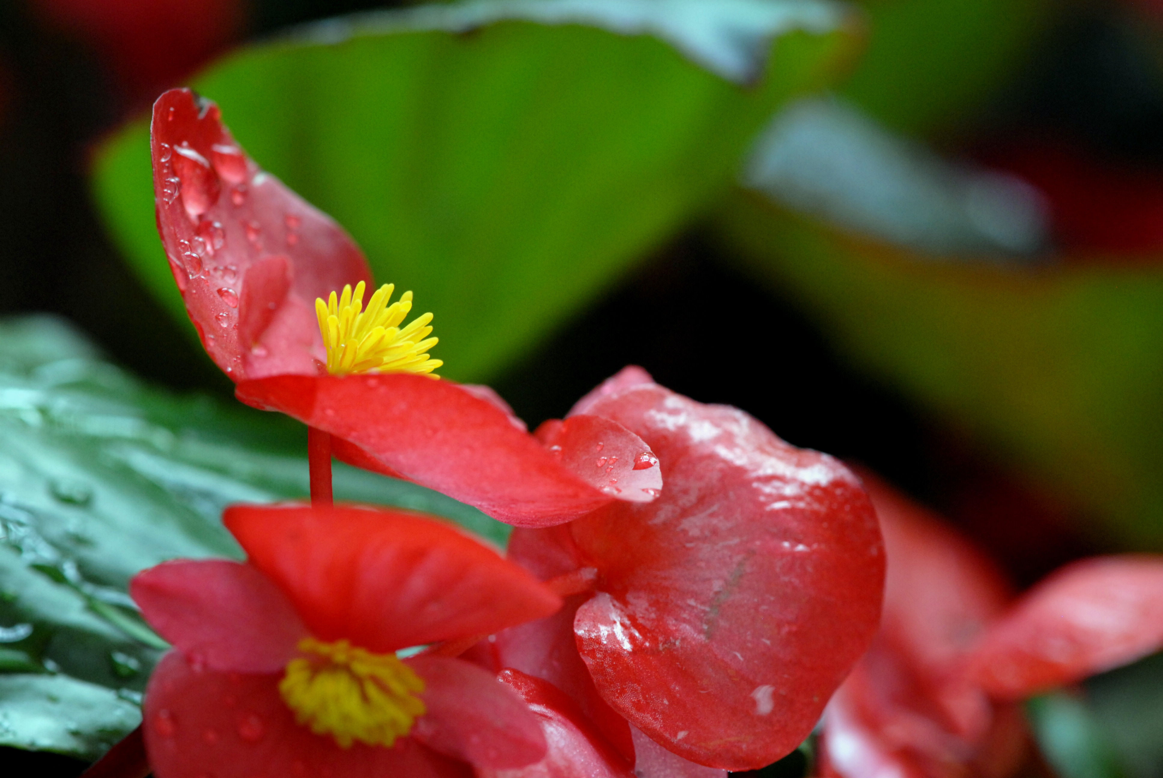 秋海棠花的养殖方法和注意事项 - 花百科