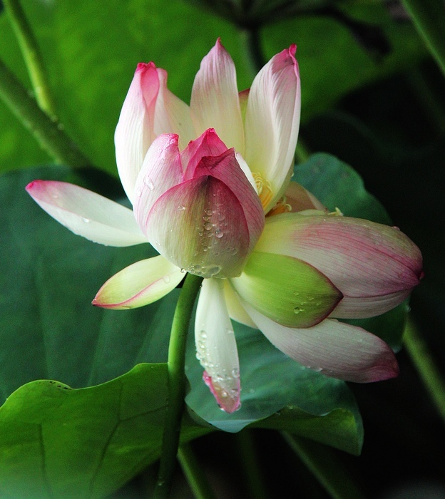 荷花之冠:并蒂莲