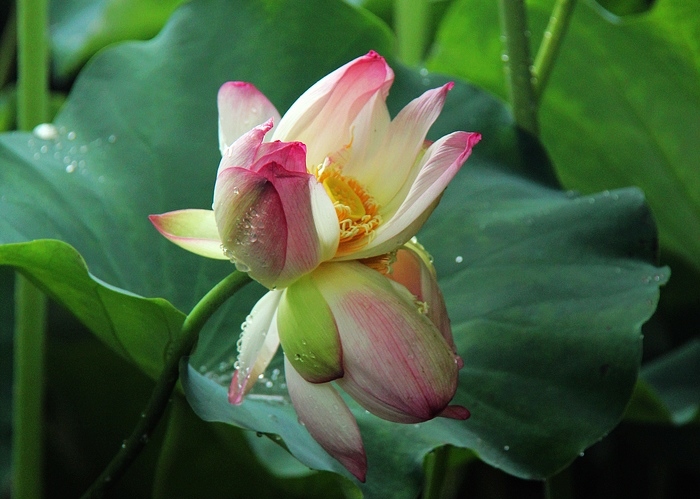 荷花之冠:并蒂莲