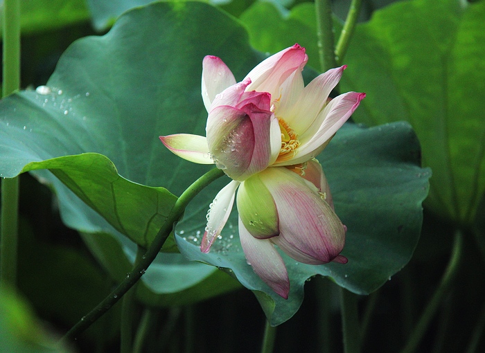 荷花之冠:并蒂莲