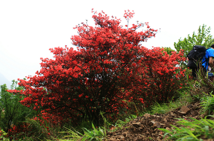 杜鹃花