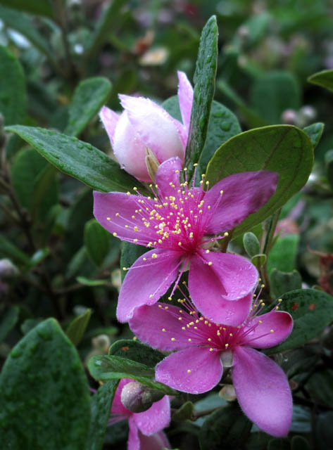 山野豆稔花