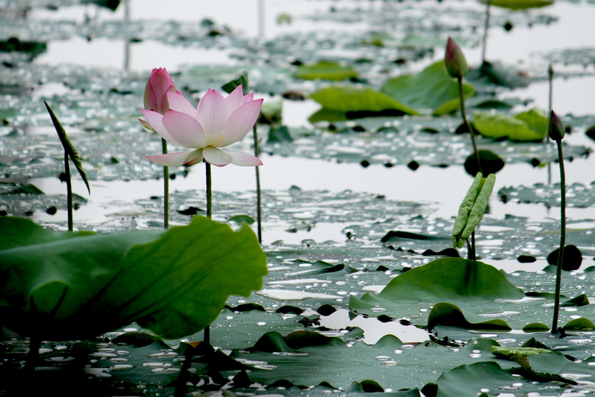 【雨后小花摄影图片】广州生态摄影_老叶_太平洋电脑网摄影部落