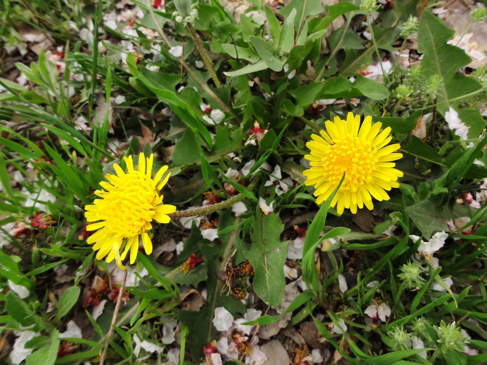 山间野花