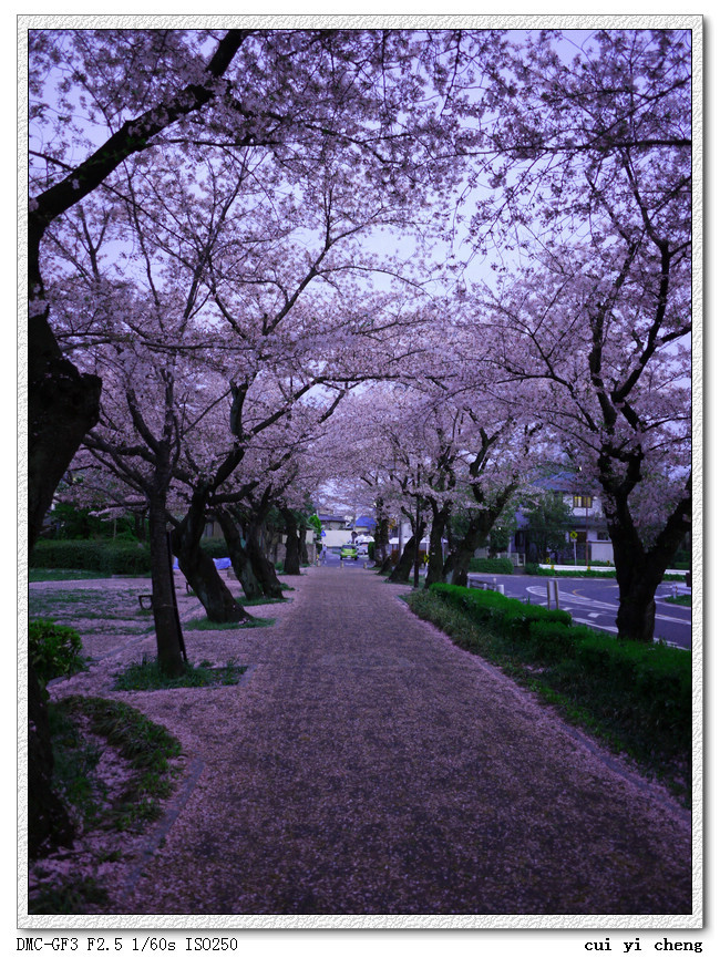 【日本樱花盛开的大学摄影图片】日本名古屋市