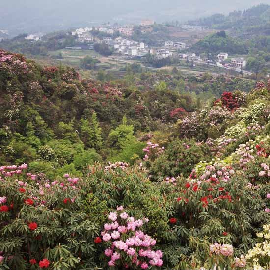 贵州百里杜鹃花