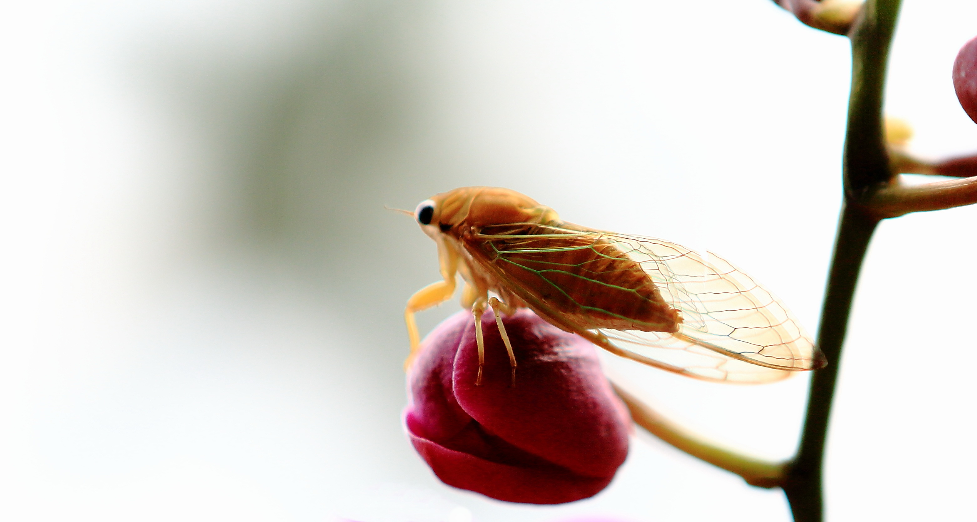 化蝶----蝉的羽化过程全纪录 - 木水 - 图虫摄影网