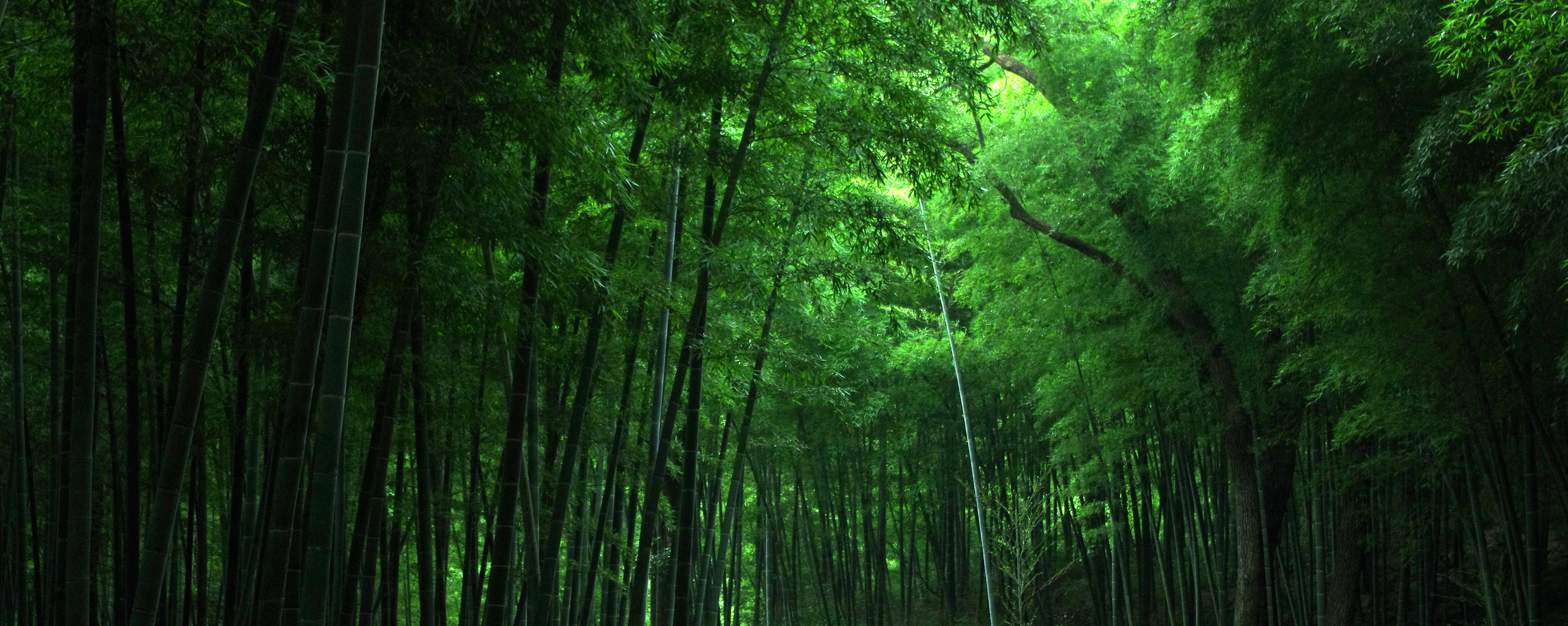 护眼 茂密的竹林 竹叶 绿色竹林风景桌面壁纸壁纸护眼壁纸图片_桌面壁纸图片_壁纸下载-元气壁纸