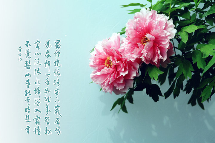 牡丹花语