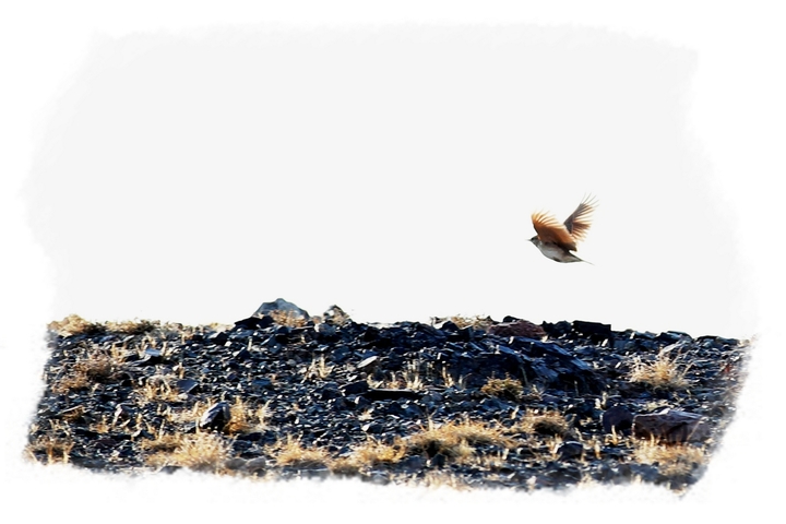 【蒙古百灵鸟摄影图片】蒙古 南戈壁省生态摄