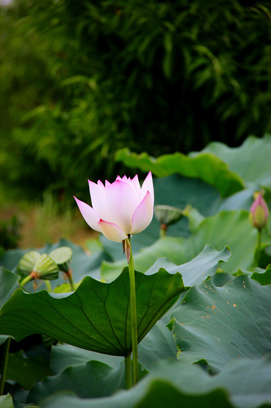 荷花缘