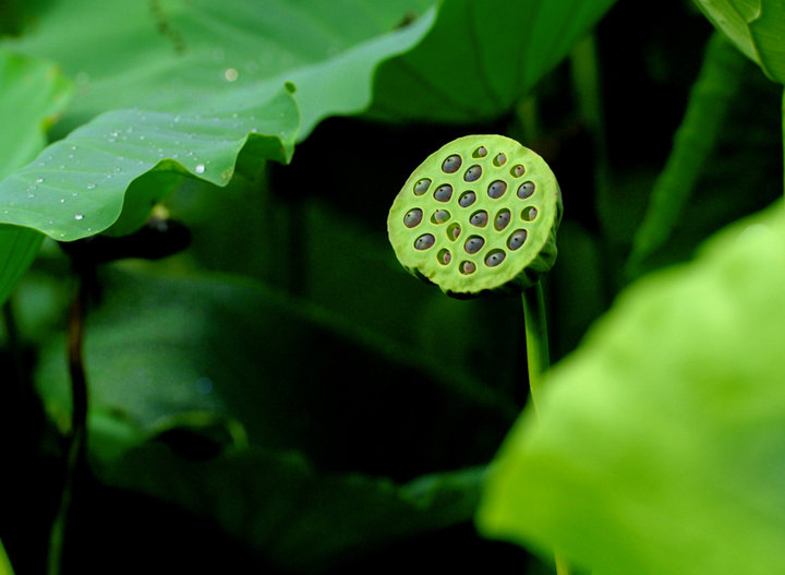 【一蝶一蜂一泓水,一花一叶一池娇摄影图片】