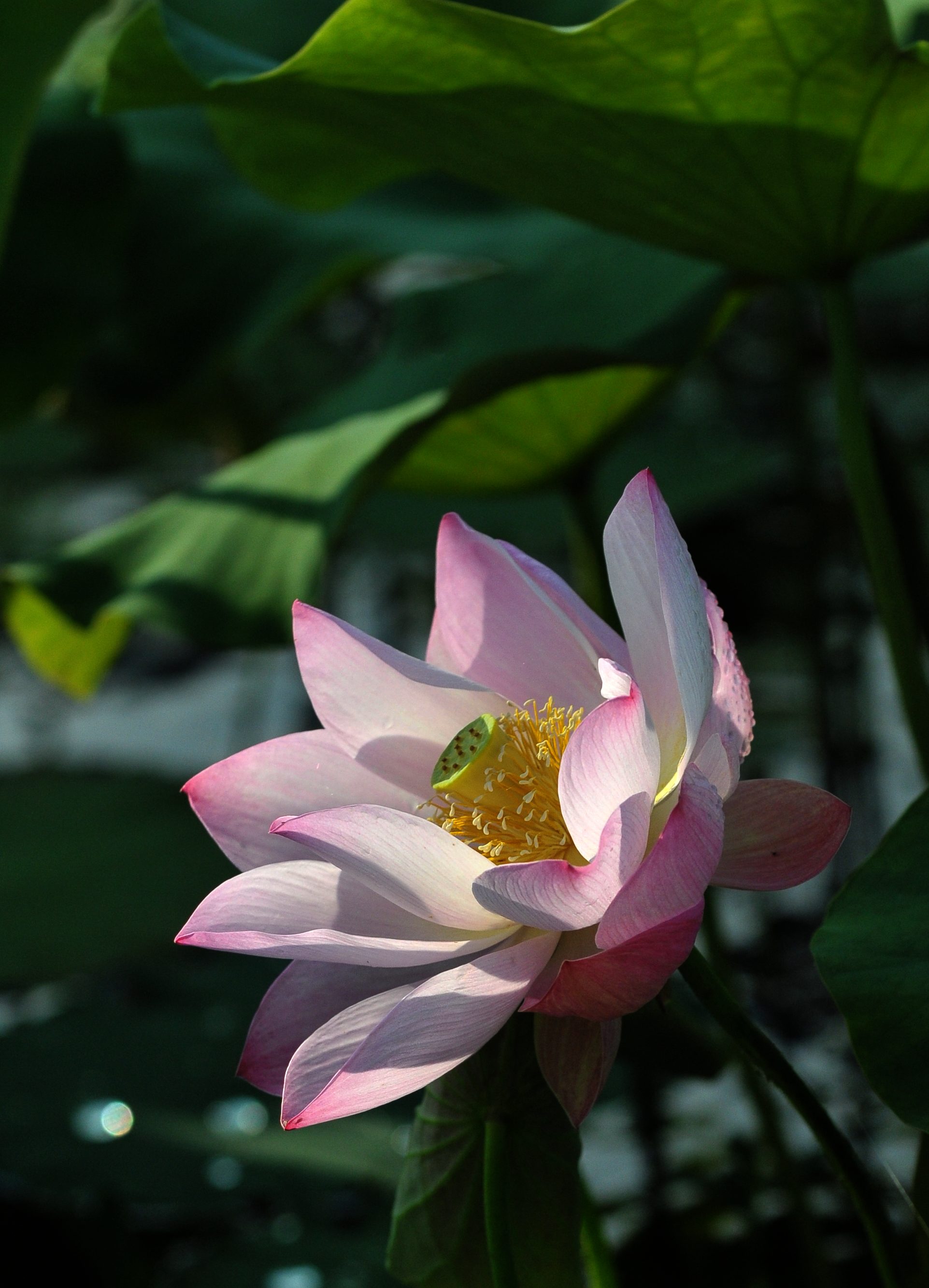荷花一组