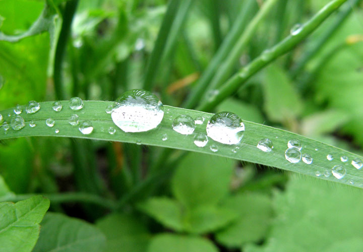 雨中的花草