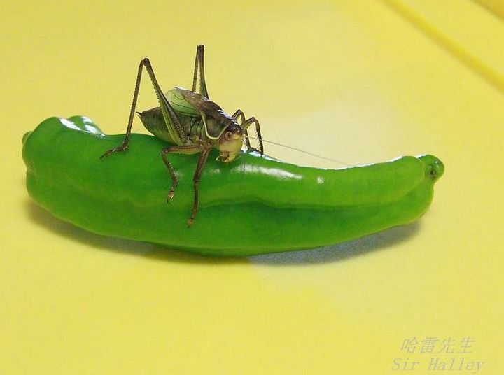 翠鸣(蝈蝈)