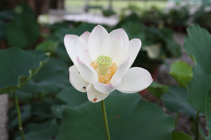 【澳门 带雨荷花清如许摄影图片】澳门纪实摄