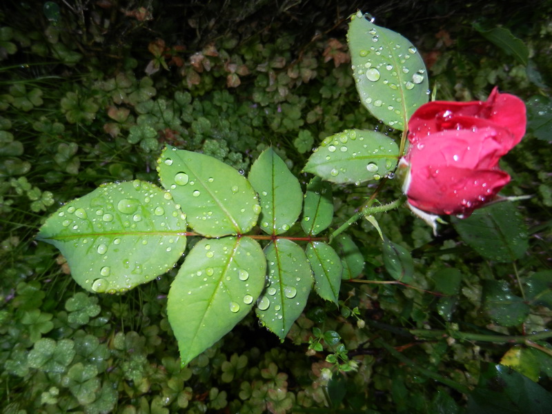 雨停了