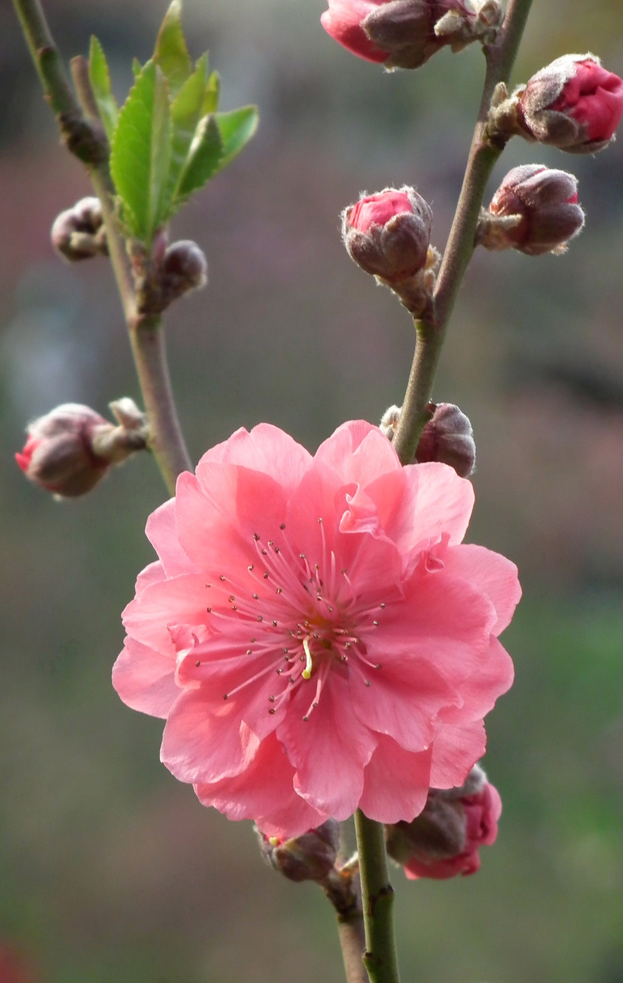 桃花
