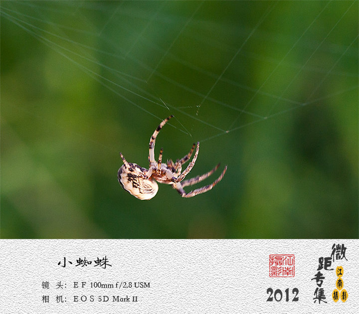 光圈: 快门: iso: 曝光补偿: 小小蜘蛛,微观世界!