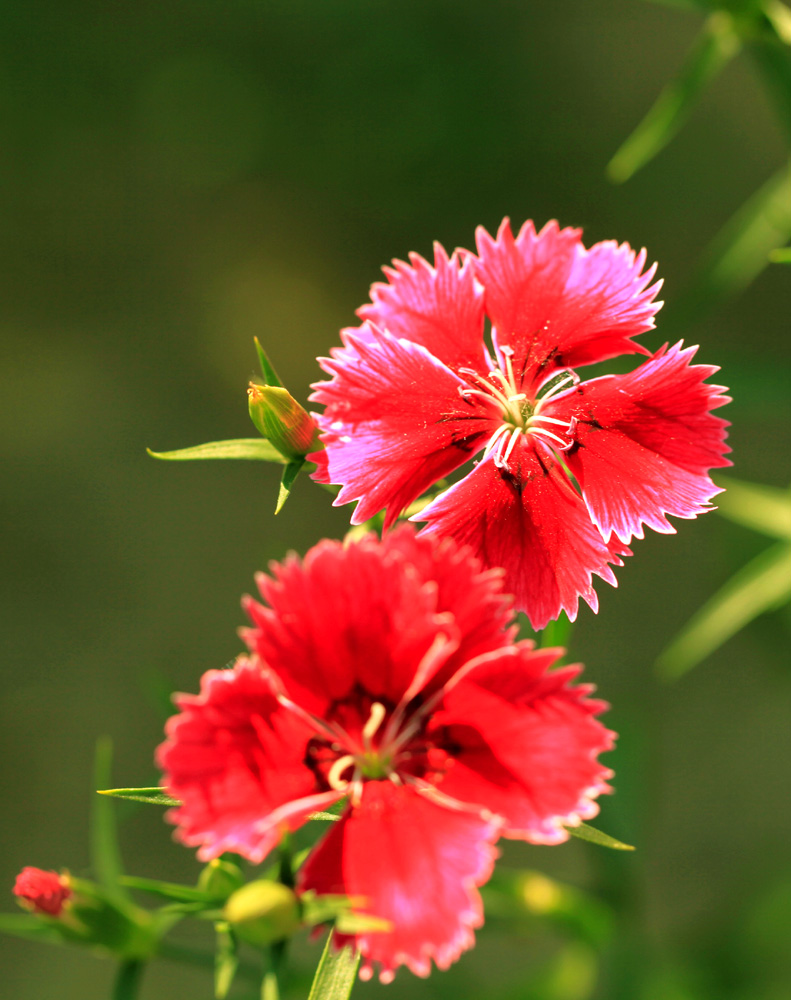 艳丽的小花