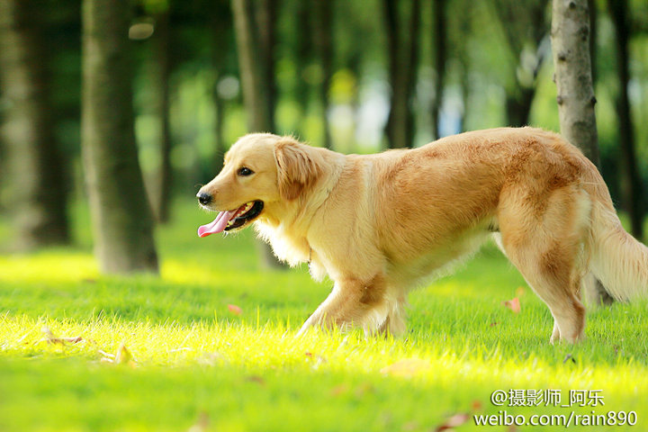 【金毛巡回猎犬摄影图片】福州生态摄影_摄影