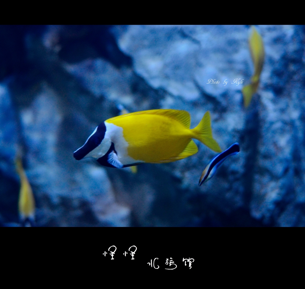 怪怪水族馆之那些笨笨的鱼