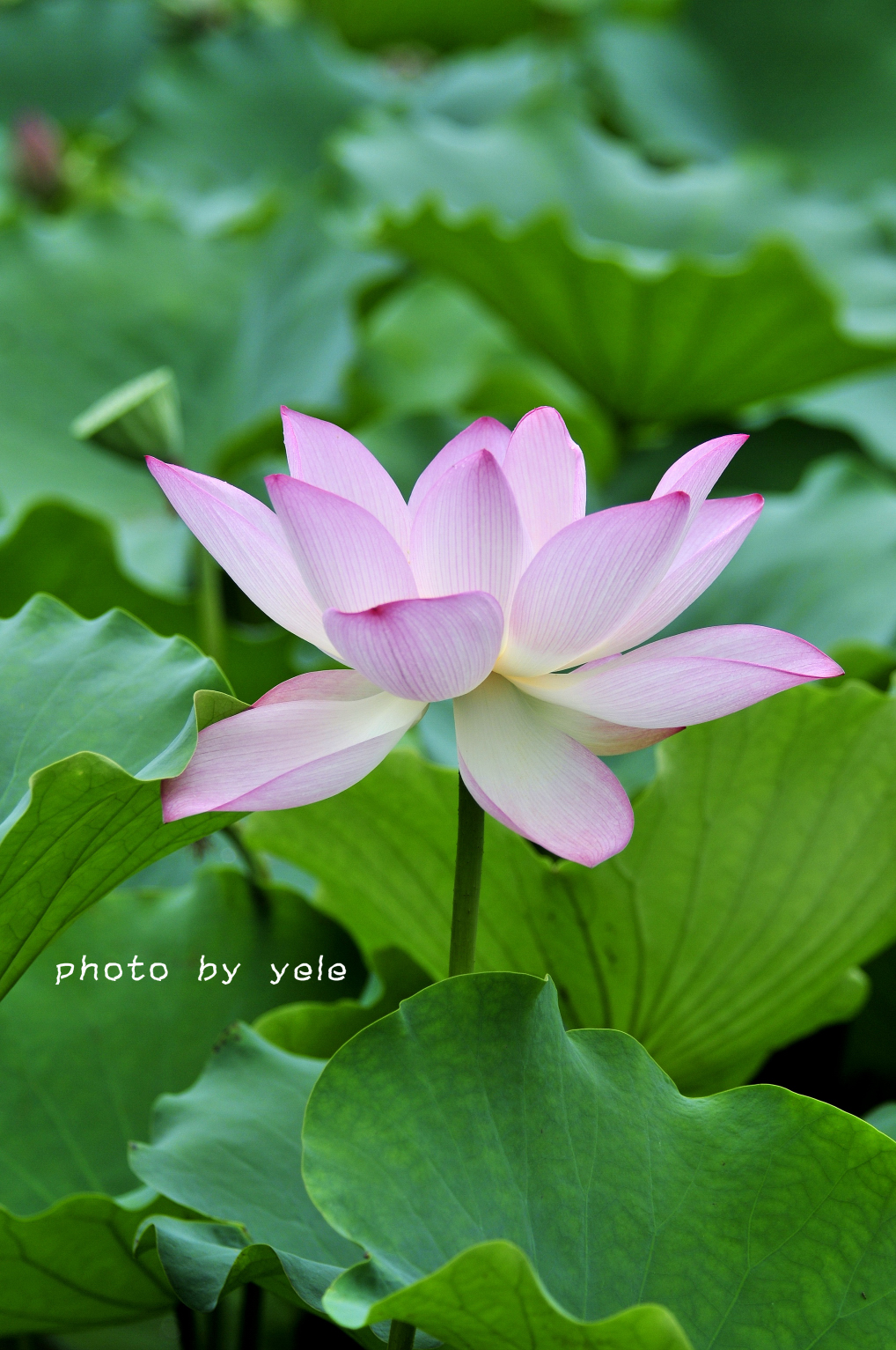2012荷花