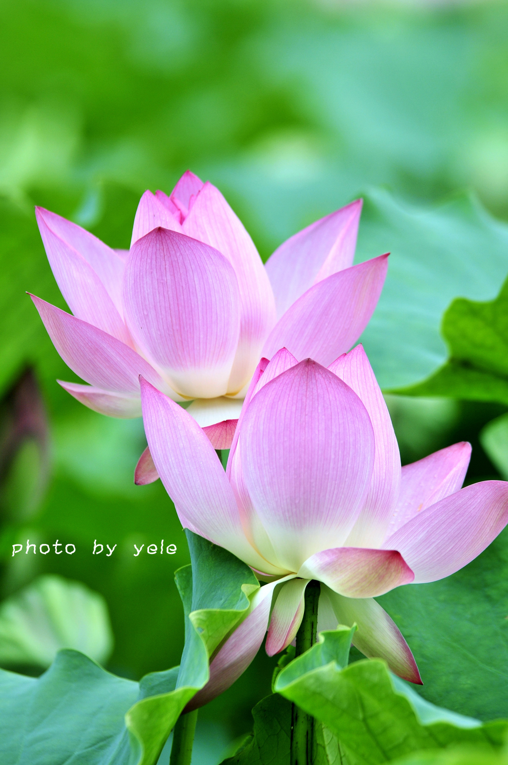 2012荷花
