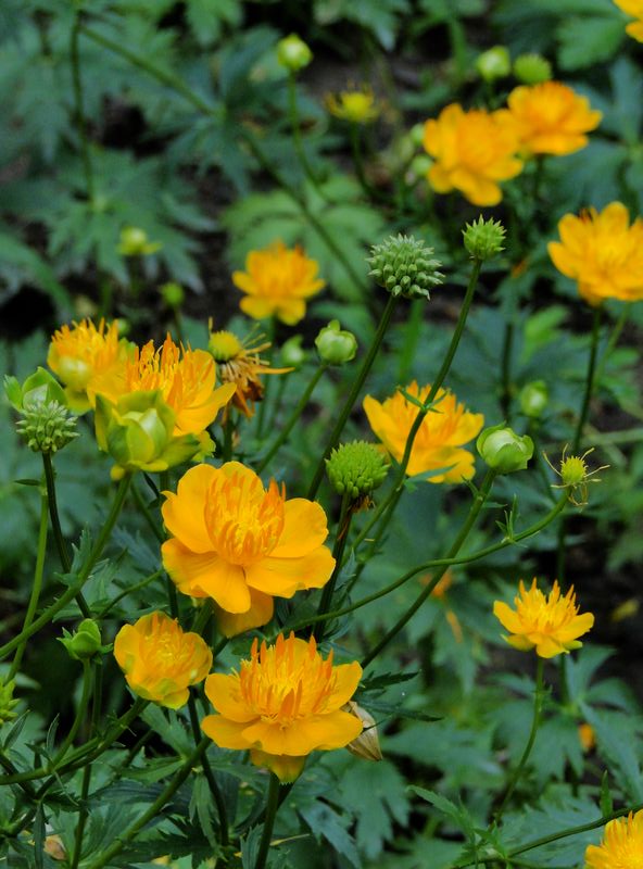 香山的金莲花