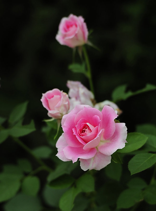 月季花