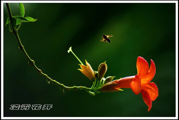 【凌霄花开摄影图片】公园绿地生态摄影_立秋