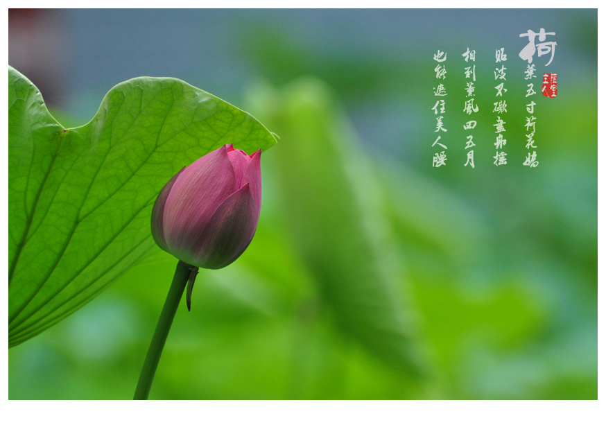 初夏新荷
