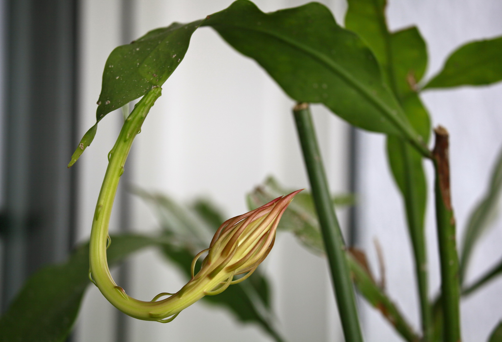 我家的昙花开了