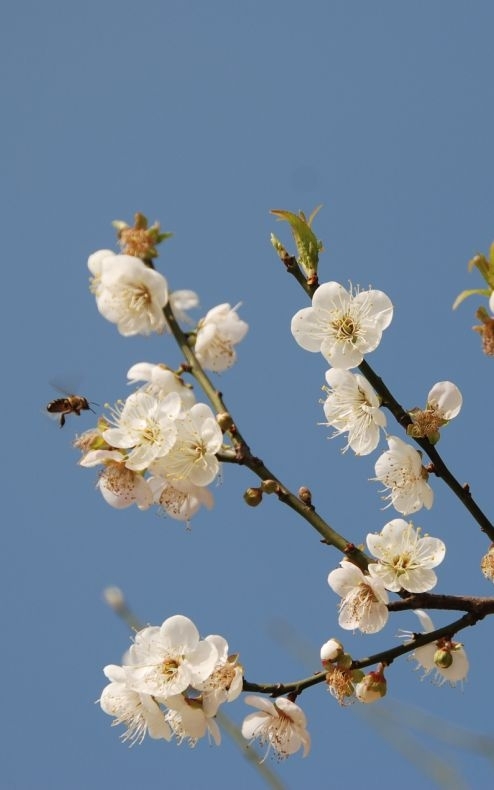 梅花