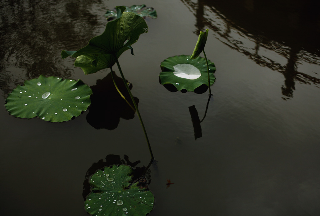 端午· 静荷