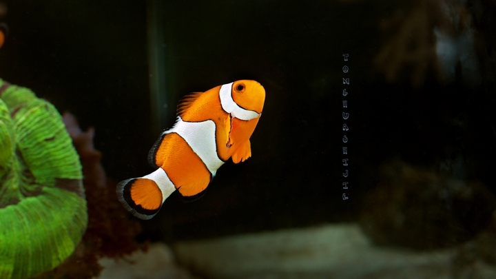 小丑鱼(Nemo)