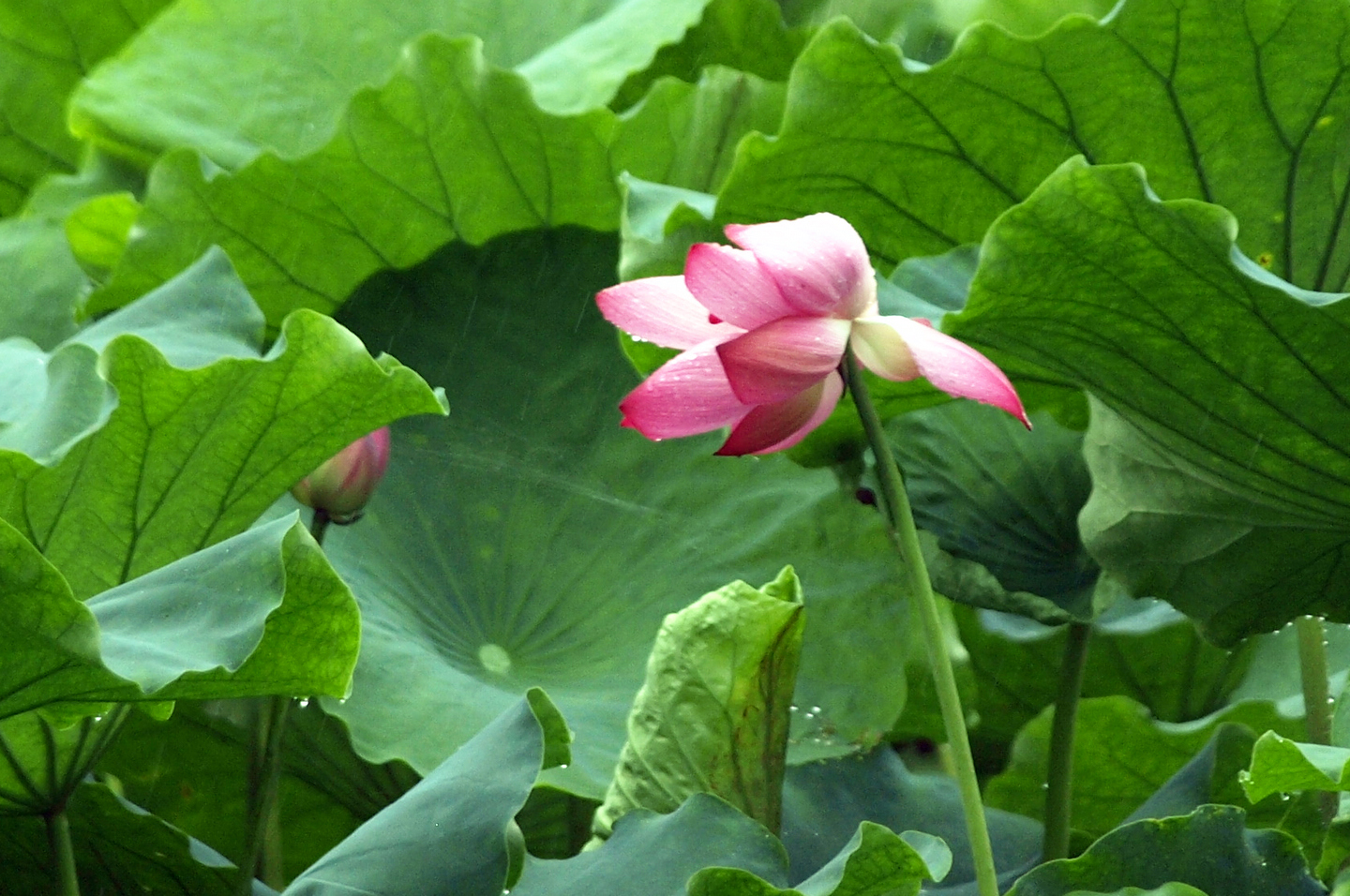 雨中荷花