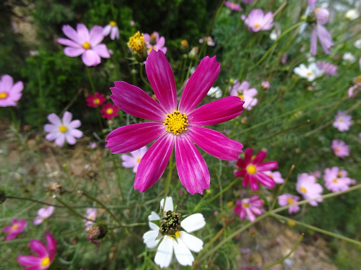 【百花洲百花盛放摄影图片】东莞松生湖风光摄