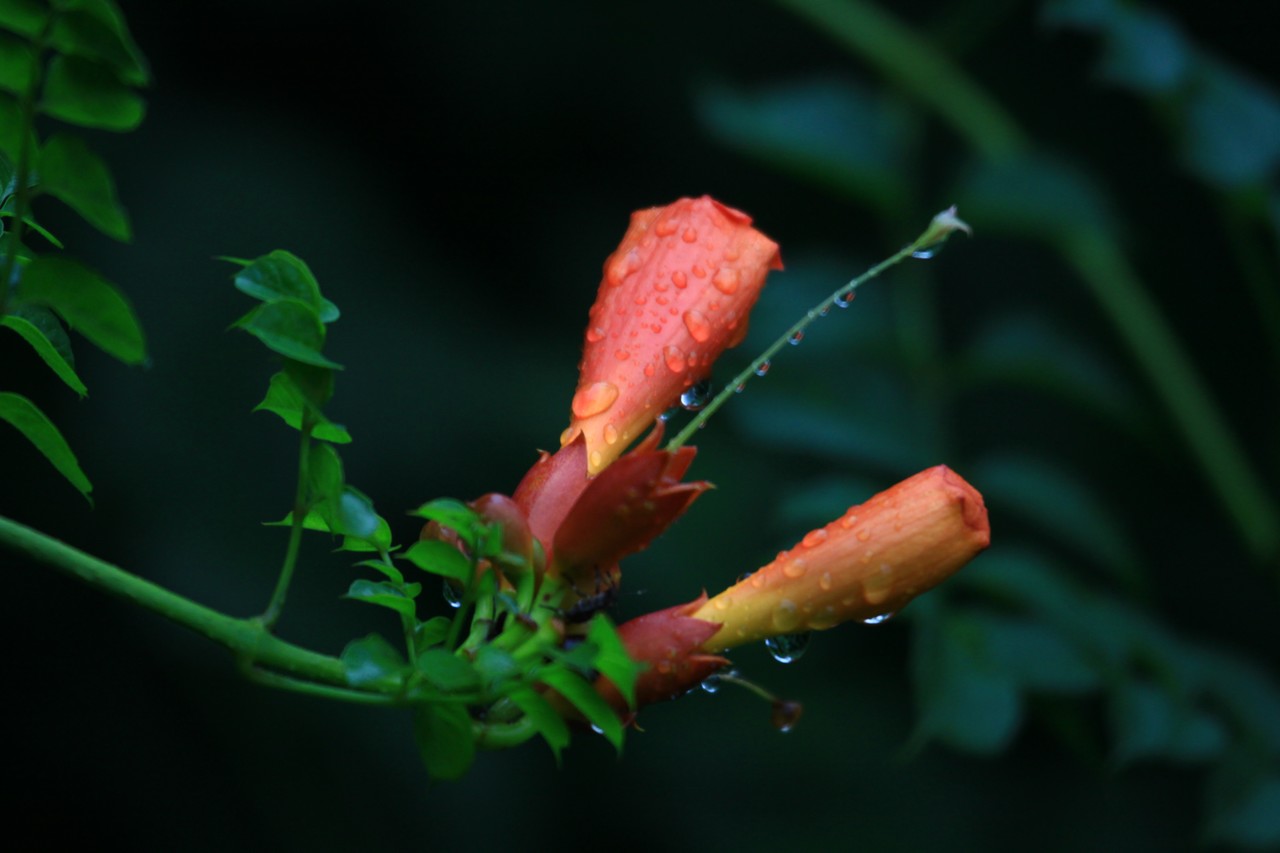 凌霄花