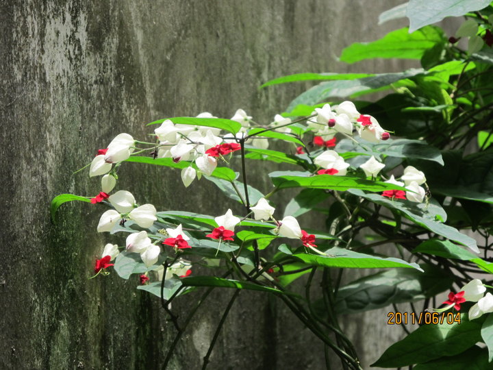 母亲的小花园之九龙吐珠
