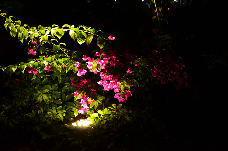 夜来香