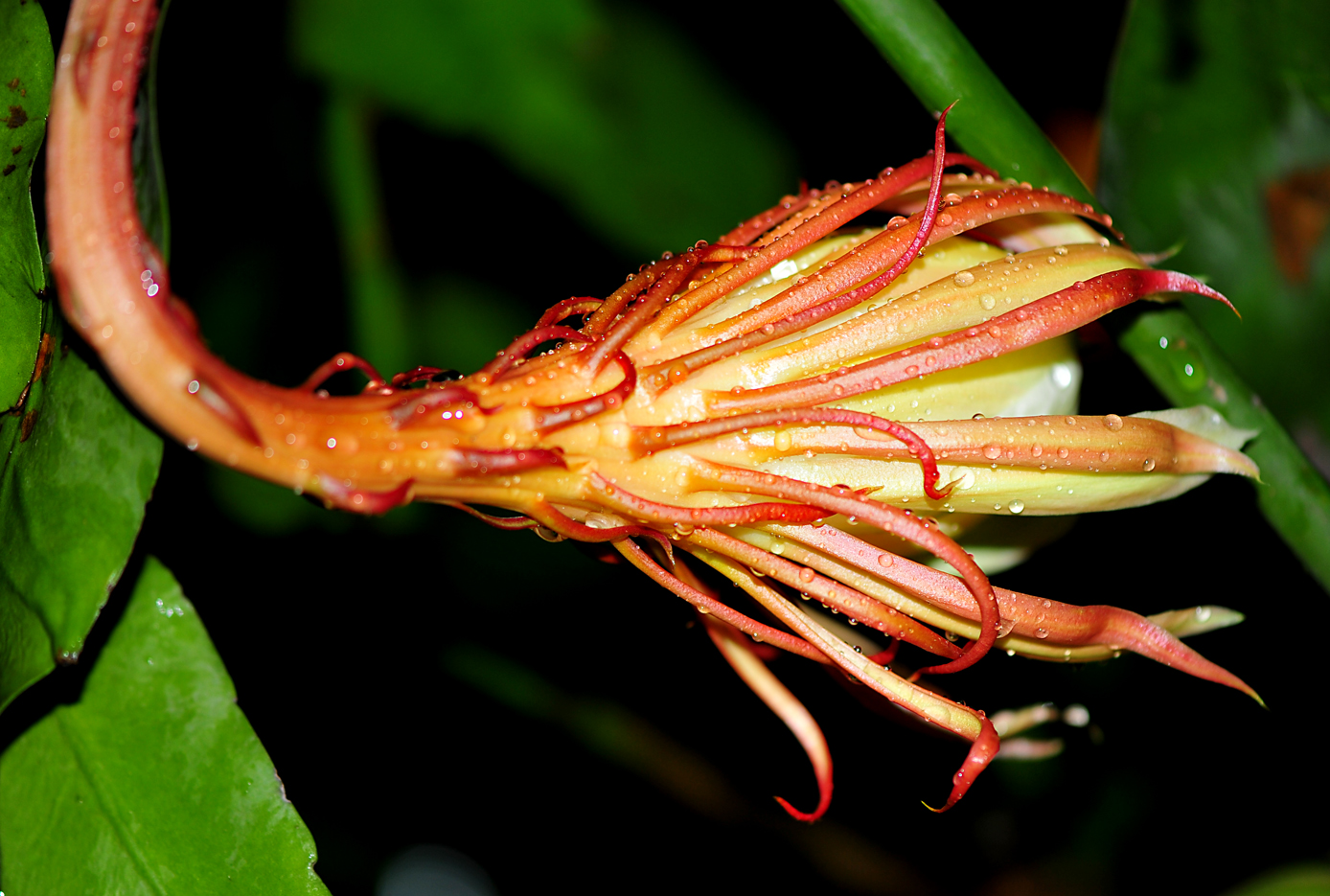 昙花