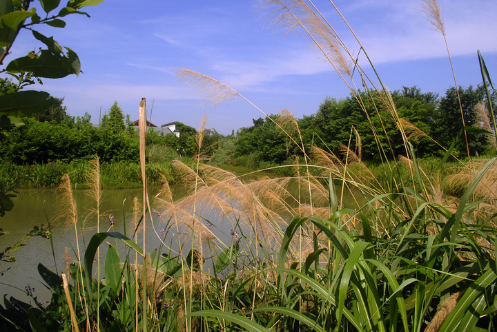 西溪湿地掠影