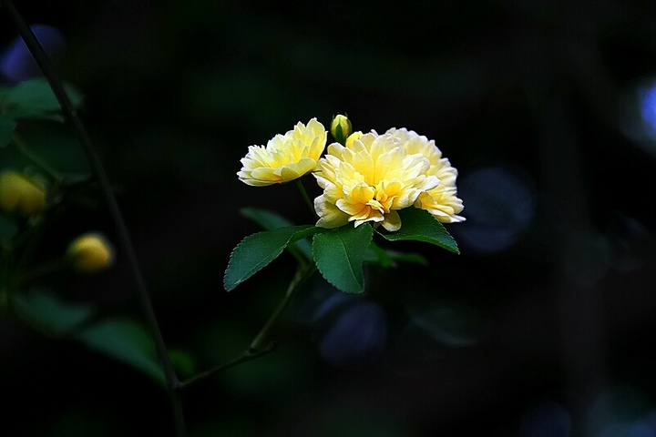 【开在四月里的花摄影图片】南京生态摄影